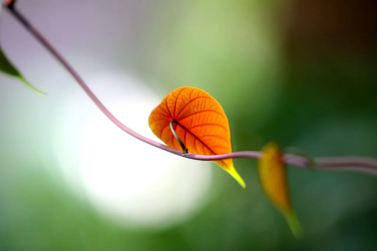 Blatt mit geringer Schärfentiefe