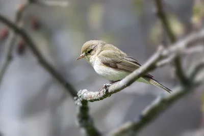 Kleiner Vogel auf einem Zweig