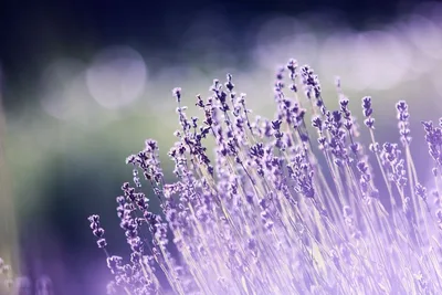 Lavendel mit stark unscharfem Hintergrund