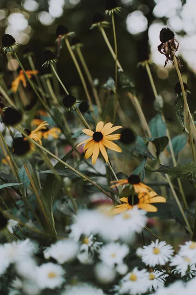 Blumen mit selektivem Fokus