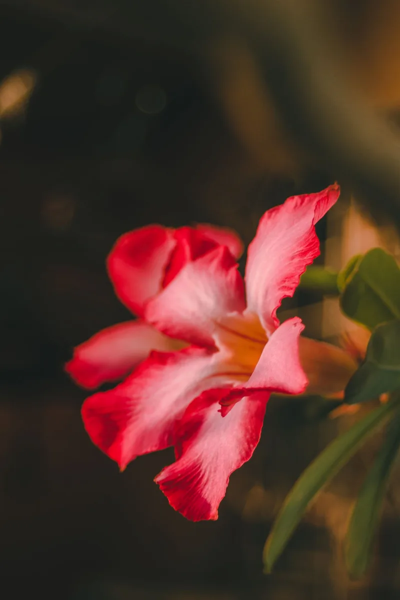 Blüte mit unscharfem Hintergrund