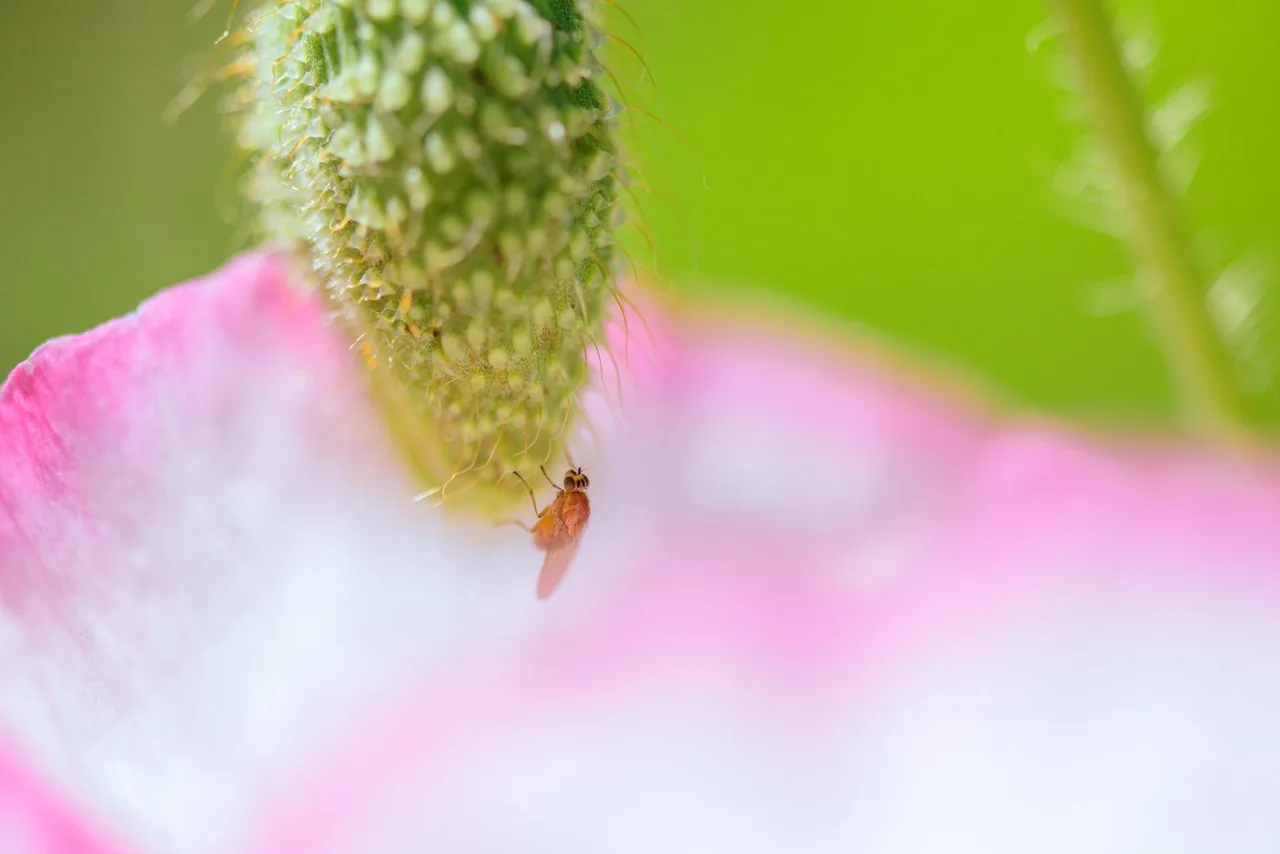 Nahaufnahme eines kleinen Insekts an einer Blütenknospe