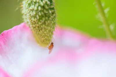 Nahaufnahme eines kleinen Insekts an einer Blütenknospe