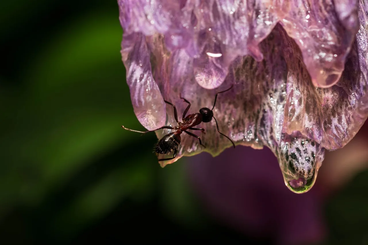 Ameise auf einer violetten Blüte mit Wassertropfen