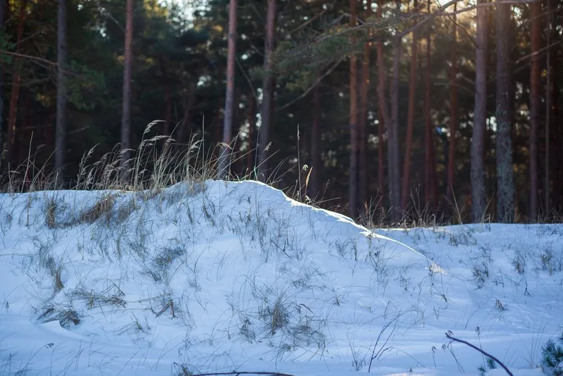 Heller verschneiter Wald im Sonnenlicht