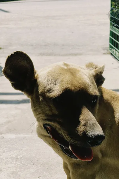Nahes Portrait eines Hundes im Freien