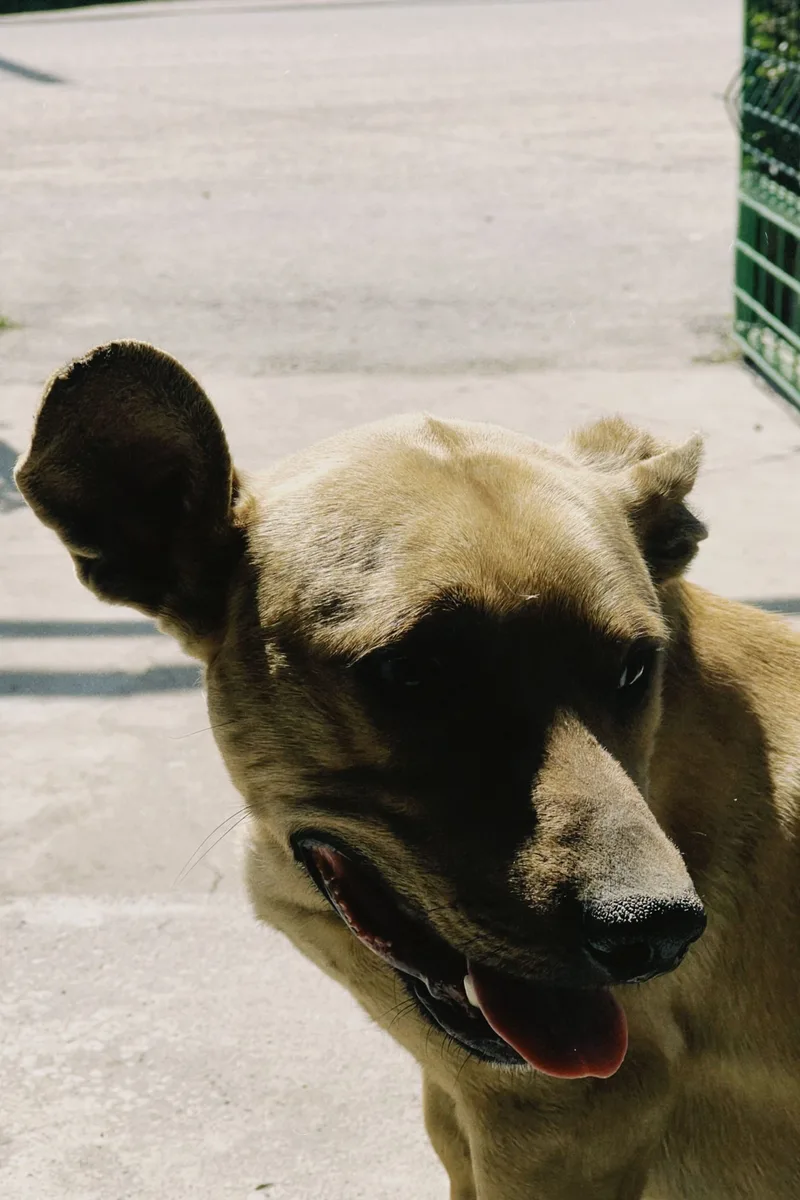 Nahes Portrait eines Hundes im Freien