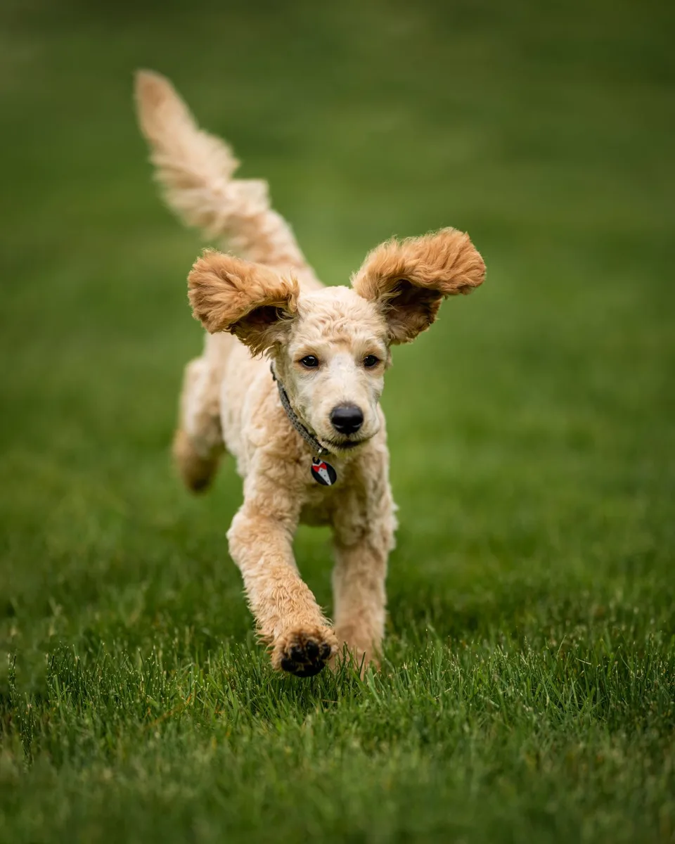 Hund läuft auf einer grünen Wiese